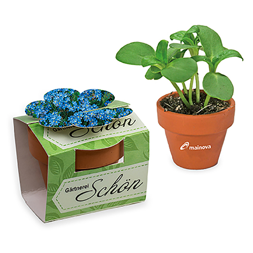 Tontöpfchen-Blume mit Samen - individuell