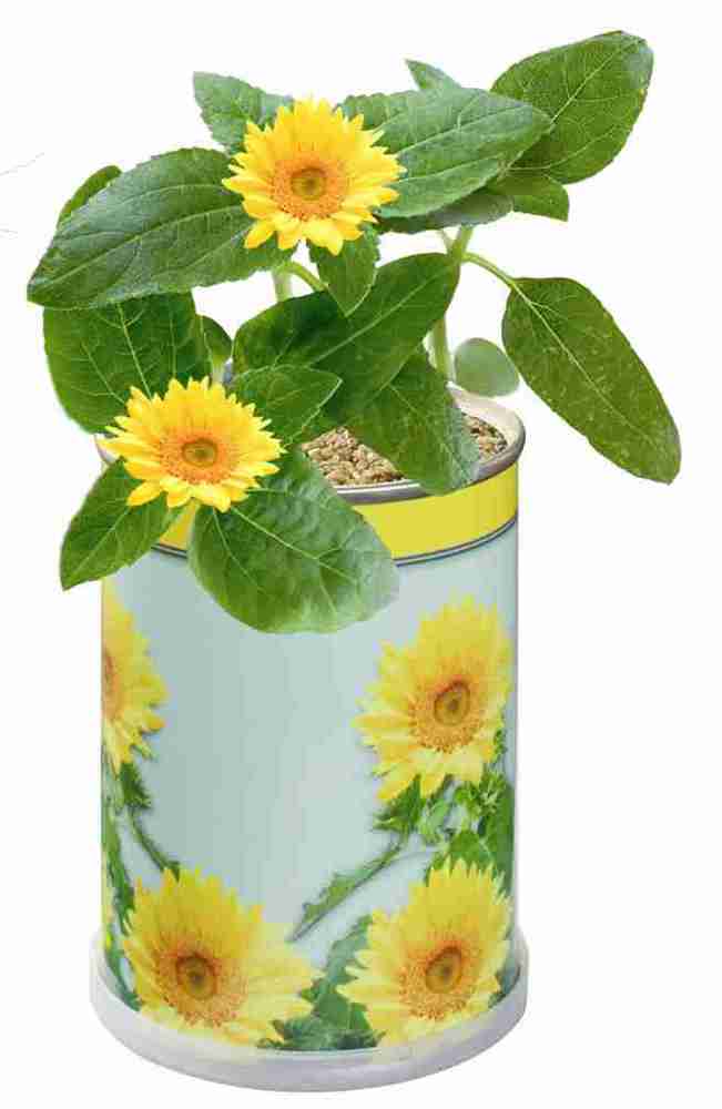 Blumendose Ø 65 x 90 mm